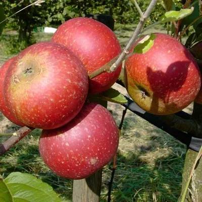 Produktbild von Ingrid Marie Apfelbaum - Buschbaum Topfballen (Versandzeit: ganzjährig)