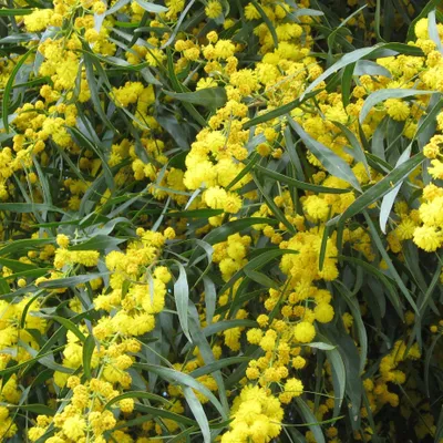 Produktbild von Bakker.com - Mimose der vier Jahreszeiten, Der topf / Ø 9cm / Lieferhöhe 20-50cm