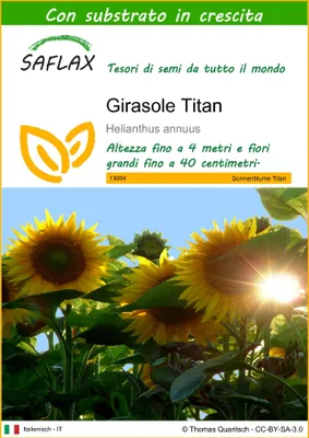 Immagine prodotto di SAFLAX  - Girasole Titan - 20 semi - Con substrato - Helianthus