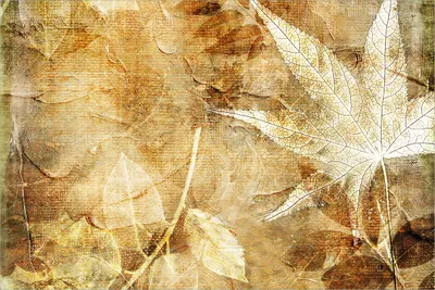 Produktbild von Wallario selbstklebendes Poster - Herbstlaub, Größe: 61 x 91,50 cm