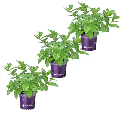 Produktbild von Marokkanische Tee Minze           Mentha spicata    3er Set