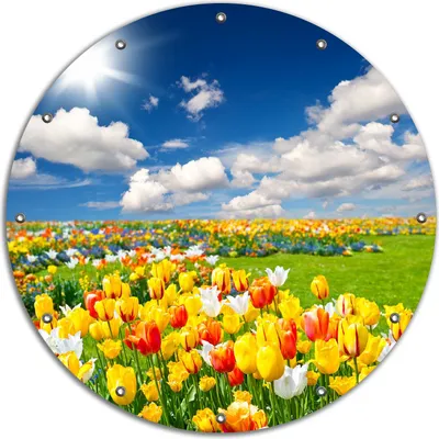 Produktbild von Wallario rundes Outdoor-Poster für Garten oder Balkon, Motiv Tulpenwiese unter blauem Himmel, 90 cm Durchmesser