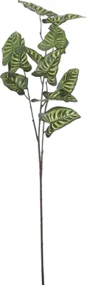 Produktbild von Mica Decorations Künstliche Pflanze Syngonium 78 cm mit Blättern in verschiedenen Wachstumsstadien