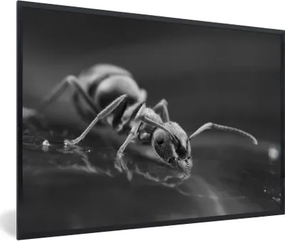 Produktbild von MuchoWow® Gerahmtes Poster Trinkende Ameise - schwarz und weiß 90x60 cm - Poster mit Schwarzem Bilderrahmen Wandposter Rahmen Foto Bilder - Fotorahmen - Foto-Plakat