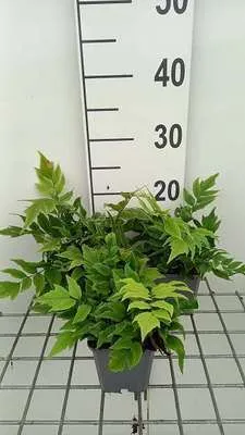 Imagen del producto de 6 plantas de *Cyrtomium fort.* 'Clivicola' (helecho 'Clivicola'), en maceta de 9 x 9 cm