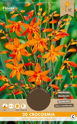 Artikelbild 1 von 'Crocosmia Orange (20 Stück)' aus der Kategorie Montbretienrhizome