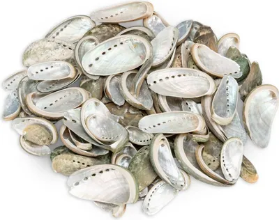Produktbild von Haliotis assinina, 0,5kg, ca. 5-8cm, ca. 80-100 Stück | Eselsohr-Abalone | Abalone Schnecke