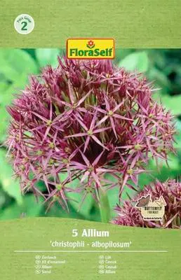 Obrázek produktu pro Okrasný česnek FloraSelf 'Albopilosum' 5 ks