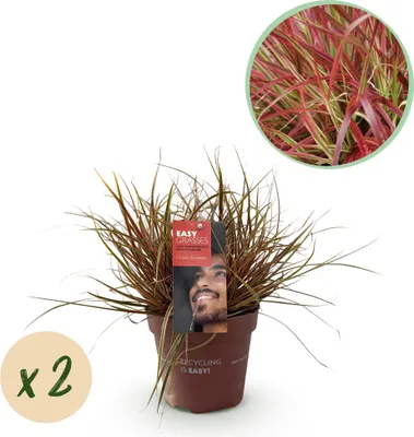 Image de Green boutiQ - Graminées ornementales - Uncinia rubra Everflame  - Rouge - 2 plants - À feuillage persistant - Peu d'entretien - Pot de 17 cm, hauteur 50 cm