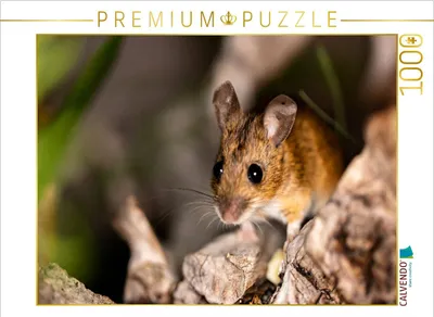 Produktbild von CALVENDO Puzzle Alles im Blick | 1000 Teile Lege-Größe 64x48cm Foto-Puzzle für glückliche Stunden