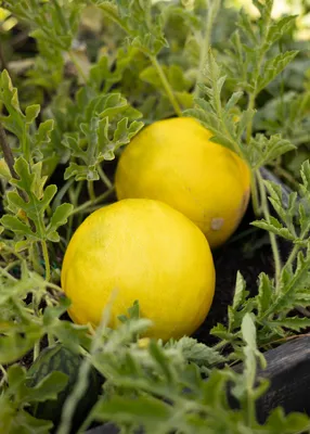 Produktbild von Limelon Melonensamen Zuckermelone mit Limettenaroma 10 Samen Garten Saatgut