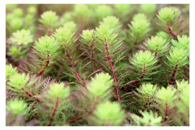 Produktbild von Myriophyllum hippuroides - Tausendblatt - wasserreinigend - keine kleinen Stecklinge! - durchwurzelte Pflanzen! 2er Set