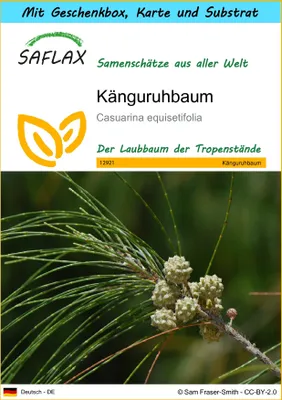 Produktbild von SAFLAX - Geschenk Set - Känguruhbaum - 200 Samen - Mit Geschenk- / Versandbox, Versandaufkleber, Geschenkkarte und Anzuchtsubstrat - Casuarina equisetifolia