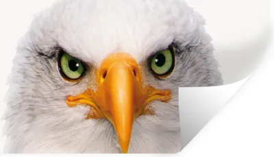 Produktbild von MuchoWow® Wandtattoo Wandsticker Wandaufkleber Jungen - Adler - Amerikanischer Weißkopfseeadler - Vogel - Porträt - Schnabel - Augen 160x80 cm Selbstklebend und Repositionierbar - Sticker - Dekorfolie