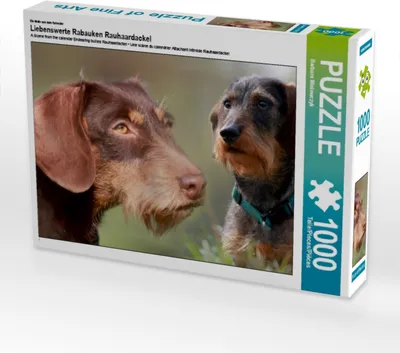Produktbild von Calvendo Ein Motiv aus dem Kalender Liebenswerte Rabauken Rauhaardackel 1000 Teile Puzzle quer 640x480mm, Mielewczyk Barbara; 7439217