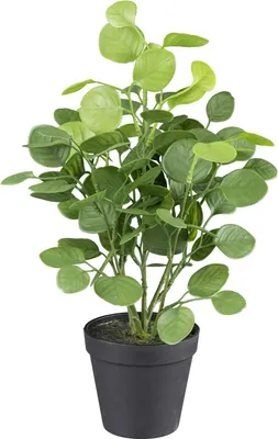 Produktbild von Kunstpflanze Eukalyptus - Grün - H 38 cm - schwarzer Kunststofftopf