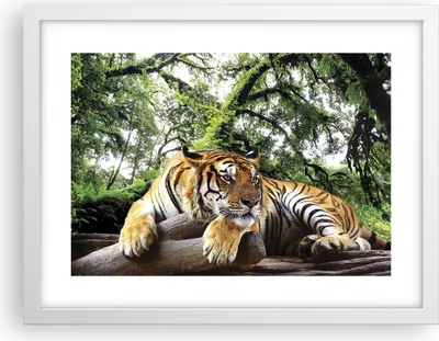 Produktbild von Gerahmtes Poster - Weißer Rahmen - Tiger Dschungel Ruhe - 40x30 cm - Wand Bild - Wanddeko - Wandbilder - Kunstposter - Wandposter - Bilderrahmen - Bilder - Kunstdruck - Wandbild - P2WAA40x30-4166