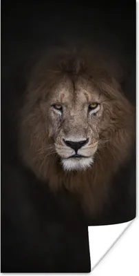 Produktbild von MuchoWow® Poster Löwe - Schatten - Wild 60x120 cm - Wandschmuck