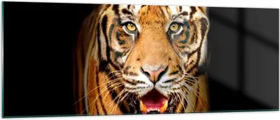 Produktbild von Bilder auf glas - tiger tier - 140x50cm - Glasbilder - Wandbilder - Bilder - Kunstdruck - zum Aufhängen bereit - Wanddekoration aus Glas - Glas Bilder - Wandbild auf Glas - Einteilig - GAB140x50-4103