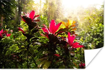 Produktbild von MuchoWow® Poster Schöne Blumen inmitten des Dschungels 30x20 cm - Plakate - Print