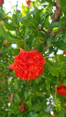 Image de Punica granatum 'Pleniflora' / Grand grenadier à fleurs