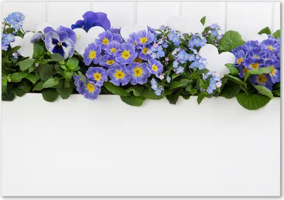 Produktbild von Tulup® Glas-Bild - 100 x 70 - Wandbild aus Glas - Wandkunst - Wandbild hinter gehärtetem Sicherheitsglas - Blumen & Pflanzen - Blaue Blumen - Blau