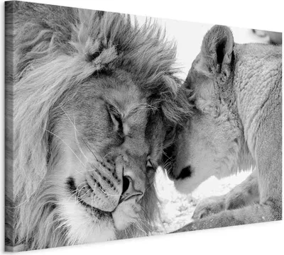 Produktbild von Italienischer Leinwand Leinwandbild - Lion's Love 30x20 cm Tiere g-B-0034-b-b