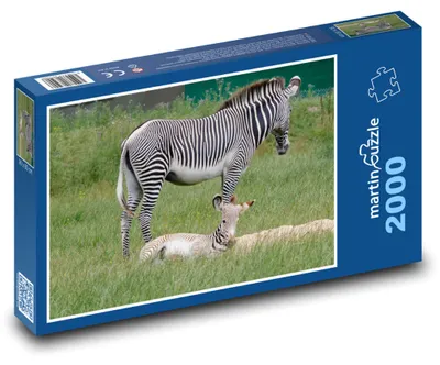 Zdjęcie produktu dla Puzzle 2000 Zebra i młode w Afryce - martinpuzzle