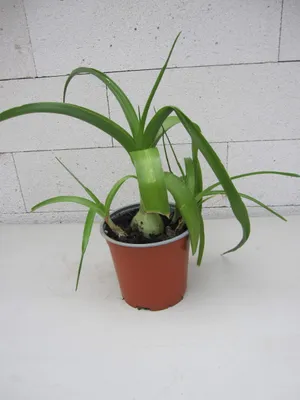 Produktbild von Heilzwiebel - Falsche Meerzwiebel - Ornithogalum caudatum