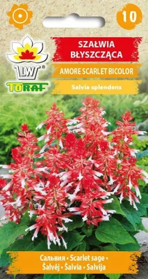 Obrázok produktu pre Lesklá šalvia SCARLET BICOLOR Kvetinové semená – 653 Toraf