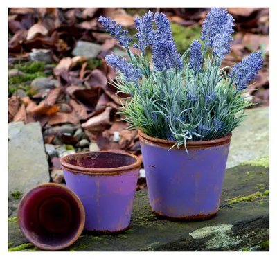 Produktbild von Glasblumentopf VINTAGE lavendel 12 cm Ø 13 cm