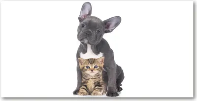 Produktbild von Tulup Glas-Bild -140x70- Wandkunst Dekorative Wand für Küche & Wohnzimmer - Tiere - Hund und Katze - Schwarz