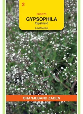 Imagen del producto de Oranjeband Gypsophila Paniculata, flores blancas sencillas - 1 paquete de semillas