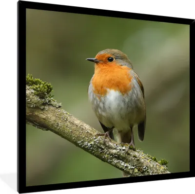 Produktbild von MuchoWow® Gerahmtes Poster Vogel - Rotkehlchen - Zweig - Pflanzen 40x40 cm - Poster mit Schwarzem Bilderrahmen Wandposter Rahmen Foto Bilder - Mit Rahmen - Wanddekoration Schlafzimmer