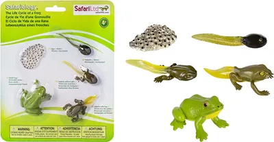 Produktbild von Safari Ltd 269129 Der Lebenszyklus eines Frosches
