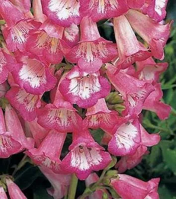 Produktbild von 6 x  Penstemon hybr. 'Apple Blossom' - Bartfaden - Topf 9 x 9 cm