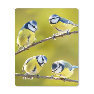 Produktbild von MuchoWow® Mauspad Mousepad Vogel - Blaumeise - Äste - Sonne 30x40 cm - Mousepads - Maus Mat - Pad - Mausunterlage - Mausmatten