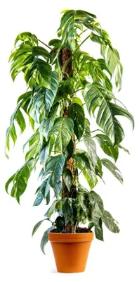 Obrázek produktu pro Gardners Epipremnum Albo Variegata, průměr 24 cm