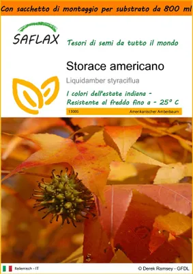 Immagine prodotto di SAFLAX Garden in the bag - Storace americano - 100 semi - Liquidamber