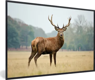 Produktbild von MuchoWow® MuchoWow® Gerahmtes Poster Hirsche - Tiere - Geweihe 60x40 cm - Poster mit zchwarzem Bilderrahmen - Printing - Wanddeko Schlafzimmer