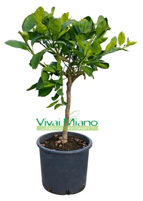 Immagine prodotto di Pianta di Mandarino Satsuma Miyagawa (vaso - 20)