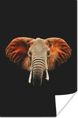 Produktbild von MuchoWow® Poster Elefant - Schwarz - Kopf 20x30 cm - Papierdruck
