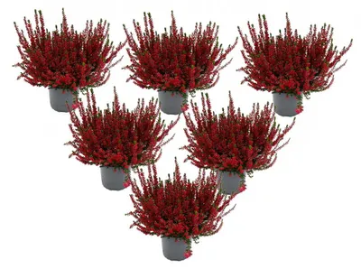Produktbild von Calluna vulgaris – 6er-Set – Besenheide – Heidekraut – winterhart – 11-cm-Topf – rot
