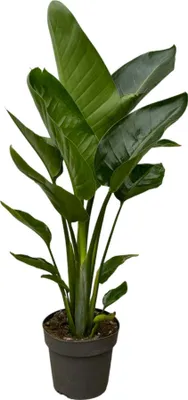 Produktbild von Trendyplants - Strelitzia Nicolai - Paradiesvogelblume - Zimmerpflanze - Höhe 80-100 cm - Topfgröße Ø19cm