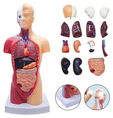 Image de Anatomisches menschliches Körpermodell - Manikin - 15 Abnehmbare Teile - Organmodell - Anatomie - Lehrmodell - Studium
