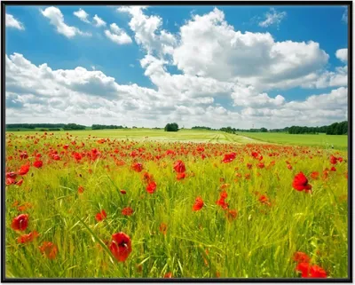 Produktbild von Wallario Wandbild Grüne Wiese mit Mohnblumen, Größe: 40,30 x 50,30 cm, Poster mit schwarzem Aluminiumrahmen