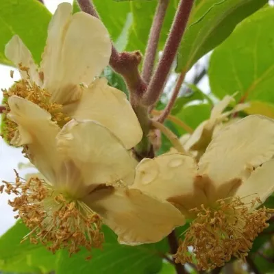 A close-up view of two light yellow kiwi flowers with brown stamens, surrounded by green leaves and reddish stems.