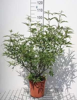 Image de Vitex agnus-castus - Poivre du moine 60- 80 cm - conteneur