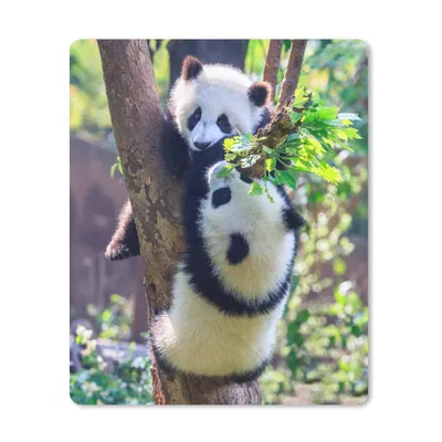 Produktbild von MuchoWow® Mauspad Mousepad Pandas - Baum - Natur 30x40 cm - Mousepads - Maus Mat - Pad - Mausunterlage - Mausmatten
