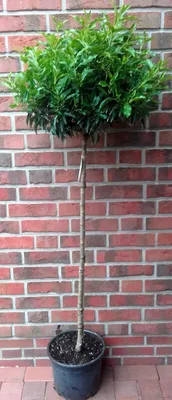 Produktbild von Lorbeerkirsche Hochstamm Kugel 170–180 cm – Prunus lusitanica, immergrün, winterhart, Kugelbaum für Garten & Terrasse